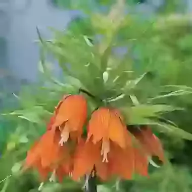 Imperialis Garland Star